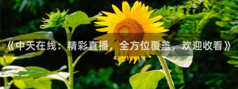 斗球猛哥直播间：《中天在线：精彩直播，全方位覆盖，欢迎收看》